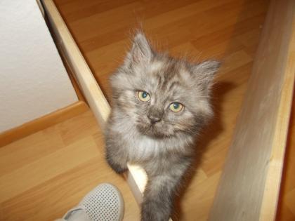Perserkitten ab dem 1. 2. 23 abzugeben