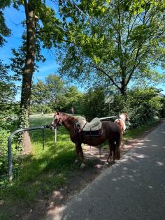 Reitbeteiligung/Pflegebeteiligung für meine Ponys
