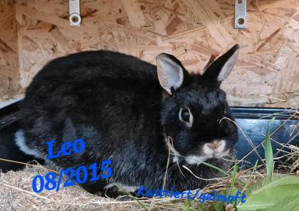Aktuelle Kaninchen Notfellchen Vermittlungs Tiere