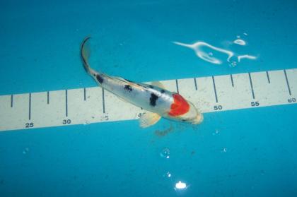 Butterfly Koi, Koi Angebote in High Quality vom Koi-Center Schafflund
