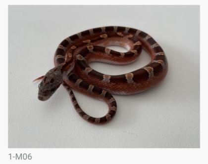 Bloodred Pied Sided het. Hypo Kornnattern Jungtiere Nachzuchten 2022