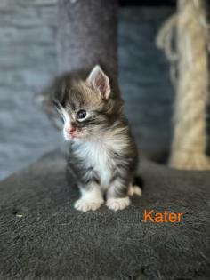 4 Maine Coon Kitten Kater
