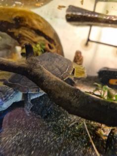 Klappschildkröte/ Wasserschildkröte