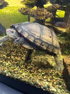Wasserschildkröte Rotwangen- Klappschildkröte