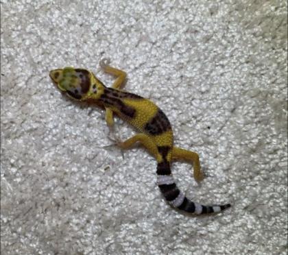 Leopardgeckos