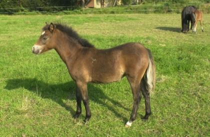 Deutsches ReitponyxWelsch B. , Stute Hengst