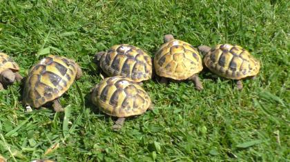 Griechische Landschildkröten Nachzucht 2024 THB, Ostrasse
