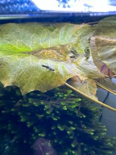 Guppy s / 1 Euro