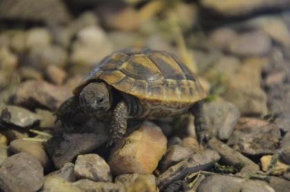 Griechischer Landschildkröten Nachzucht aus 2021 CITES-Zertifikat