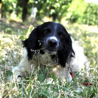 Angel / Status sucht ein Zuhause
