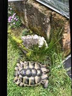 Schildkröten zum verkaufen