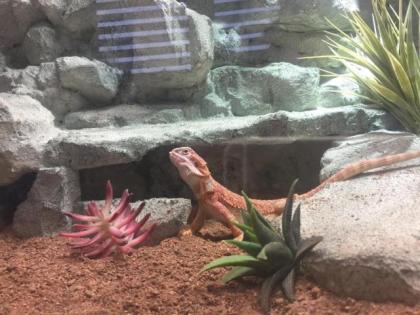 Red Hypo het. Trans female