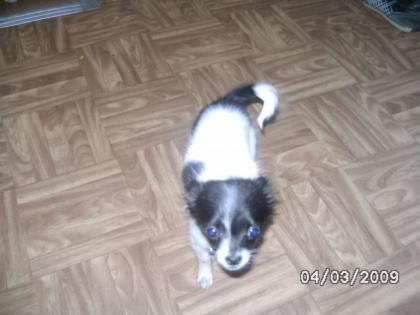 Kleiner Zwerg Chihuahua zu Verkaufen.