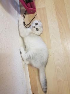 Ein wunderschönes Katzenbaby sucht ein neues Zuhause
