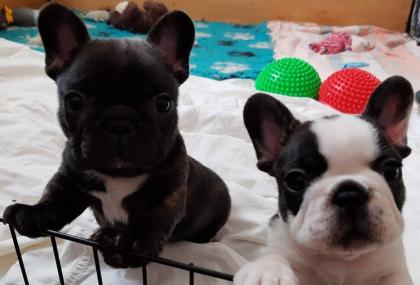 Wunderschöne Welpen der Französischen Bulldogge zu verkaufen.