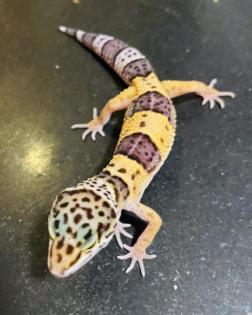 Leopardengeckos aus Hobbynachzucht 2022