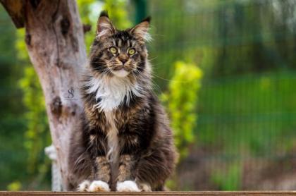 Maine Coon Kater im Wildlook sucht ab Ende August tolles Zuhause