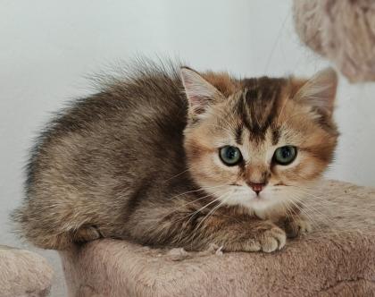 Nur noch 2 Kittens suchen liebevolle Zuhause