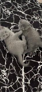 Britische Katze mit Stammbaum