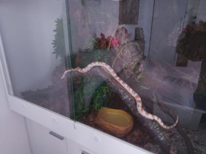 Kornnatter mit Terrarium