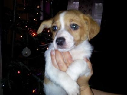 Wunderschöne jackrussell welpen 8 wochen alt