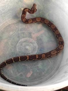 0. 0. 4 Boa Imperator von April 23