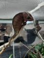 Pantherchameleons - Furcifer pardalis - Jungtiere zu verkaufen