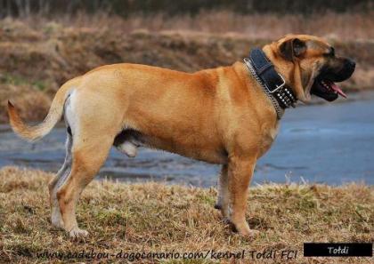 Ca de Bou, Perro de Presa Mallorquin, Mallorca-Dogge