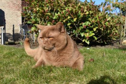 Deckkater BKH, Cinnamon ticked, streifenfrei