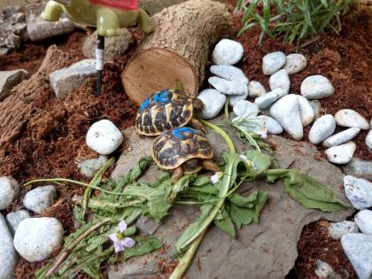 Griechische Landschildkröten, THH und Tm weissingeri von 21 von Privat