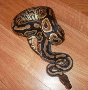0, 1 black pastel nz 10