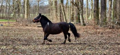 Lewitzer-Mix Wallach