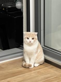 Scottish, Fold Kater