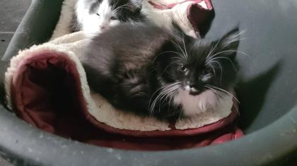Main Coon u. Perser Mix Mädels in liebe Hände abzugeben