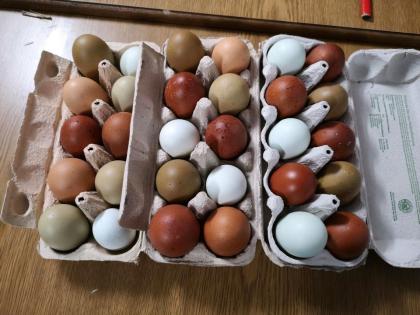 Ostereier easteregger hühner küken bruteier marans cream legbar