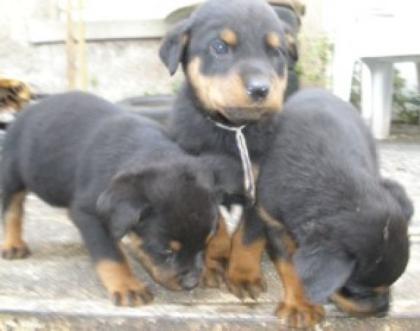 5 kleine Rottweiler