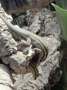 1, 1 Streifenzwergtaggecko Lygodactylus kimhowelli