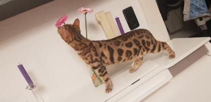 Liebevoller Kater Reinrassig Bengal in Gute Hände abzugeben