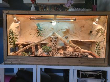 Bartagame mit terrarium abzugeben