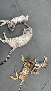 Bengalen Babys suchen neue Dosenöffner