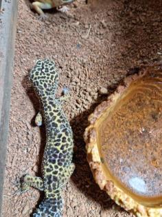 3 Leopardgeckos Terrarium