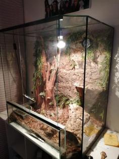 Kornnatter mit Terrarium abzugeben