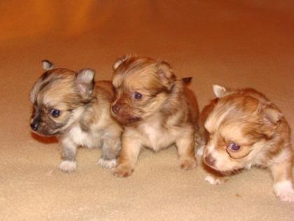 Chihuahua Welpen