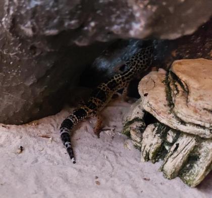 4 leopardengeckos
