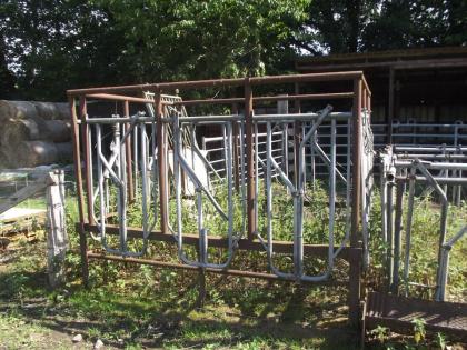 Fress- und Fanganlage für Rinder