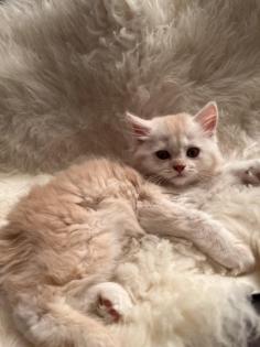 Baby kitten