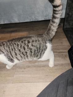 Katze in Flensburg gefunden Sicher entlaufen