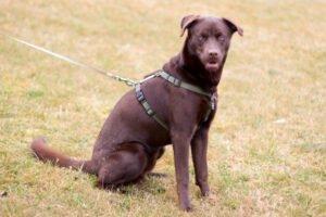 BRUNO - männlich 8 Monate 55 cm 23 kg Mix Gechipt Nicht kastriert