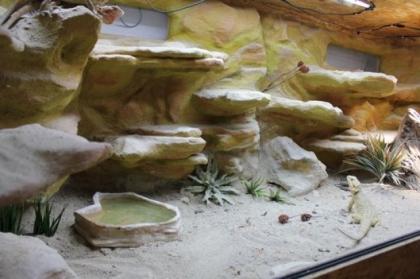 Leere Komplett- TERRARIEN TOP BARTAGAME