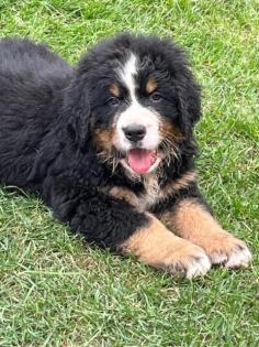 Berner Sennenhund Welpen suchen noch ein Zuhause